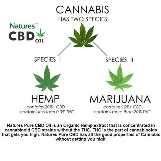 Hemp CBD Oil vs Marijuana - Nature's Pure CBD Oil