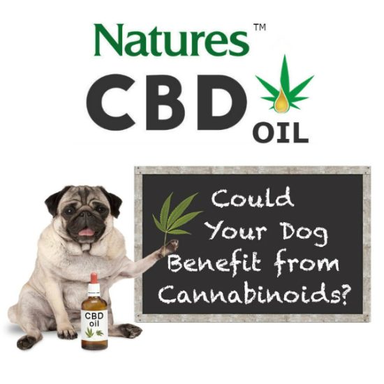 cbd for pets cats dogs